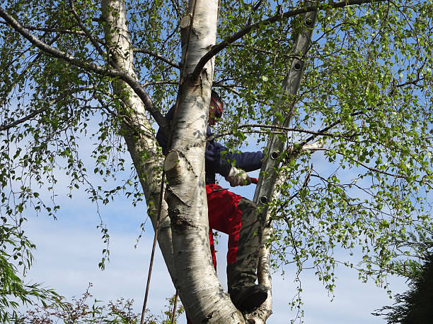 Mulching Services in Alcoa, TN